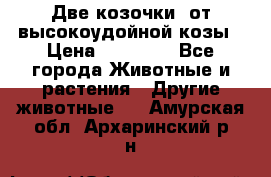 Две козочки  от высокоудойной козы › Цена ­ 20 000 - Все города Животные и растения » Другие животные   . Амурская обл.,Архаринский р-н